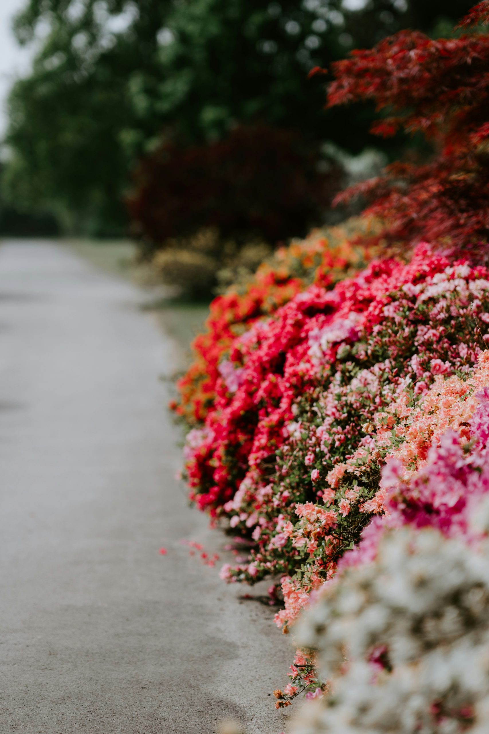 Gids voor het kweken van verschillende bloemen voor een regenboogtuin
