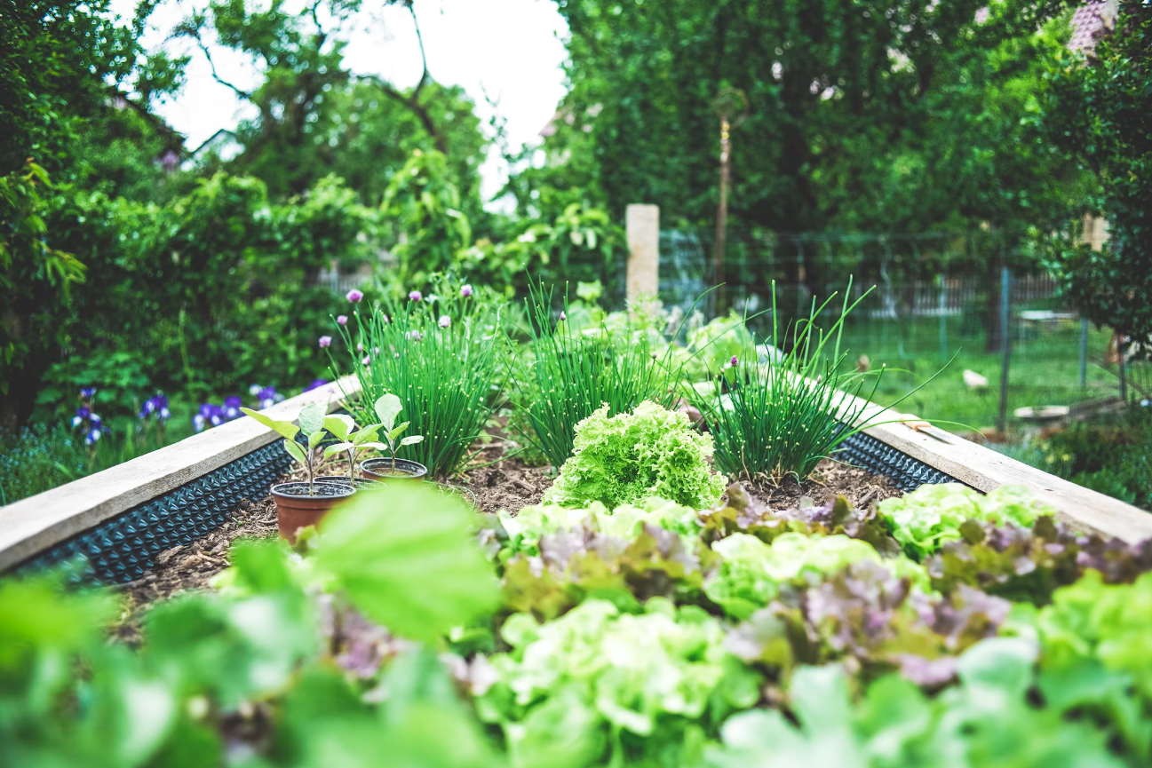 Hoe creëer je een milieuvriendelijke tuin?