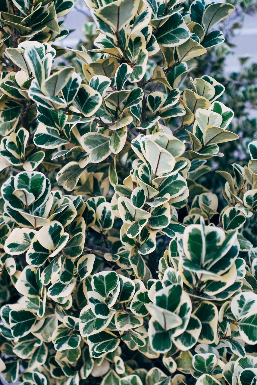 Euonymus haag aanplanten met fortunei Emerald Gaiety